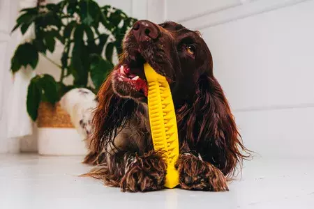 Fiboo - Fiboone dental - łagodzi stres i wspomaga higienę zębów - ŻÓŁTY 2