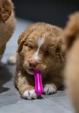 Fiboo - fiboone puppy - łagodzi ból przy ząbkowaniu - RÓŻOWY 2