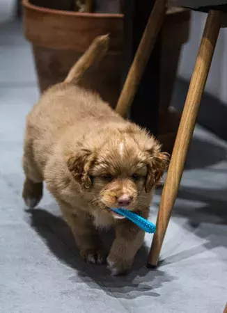 Fiboo - fiboone puppy - łagodzi ból przy ząbkowaniu - NIEBIESKI 2