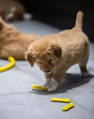 Fiboo - fiboone puppy - łagodzi ból przy ząbkowaniu - ŻÓŁTY 2