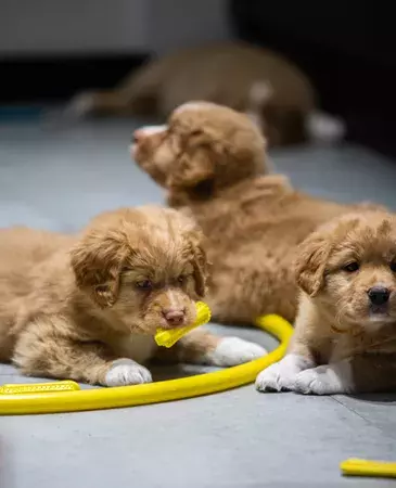 Fiboo - fiboone puppy - łagodzi ból przy ząbkowaniu - ŻÓŁTY 3