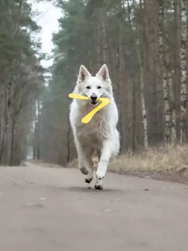 Fiboo -fiboom -2w1 szarpak i zabawka do rzucania - ŻÓŁTY 3