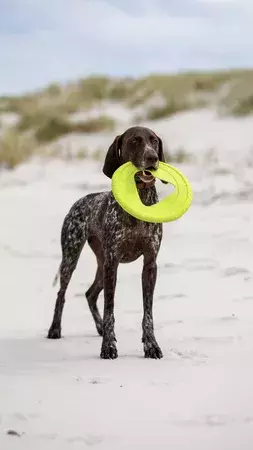 Fiboo - Frisboo - Latający dysk dla aktywnego psa 25cm ZIELONY 2